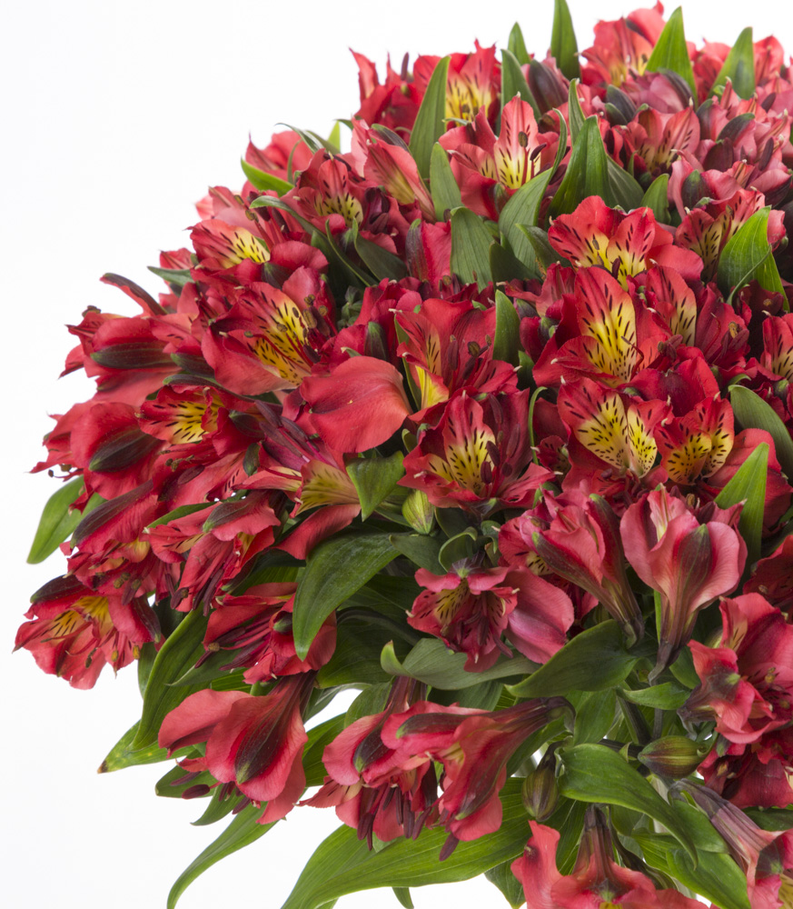 Букет из 21 красной альстромерии