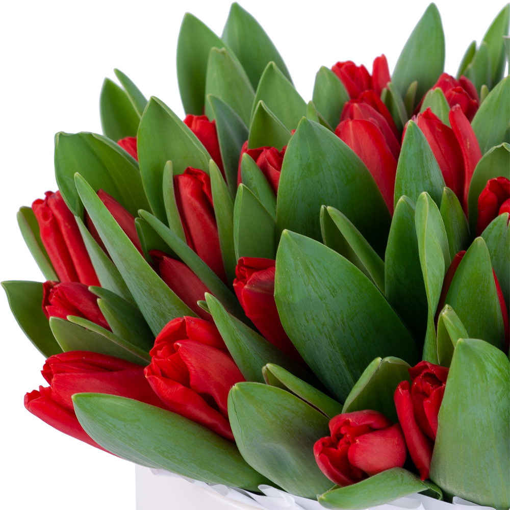 51 красный тюльпан в кремовой шляпной коробке