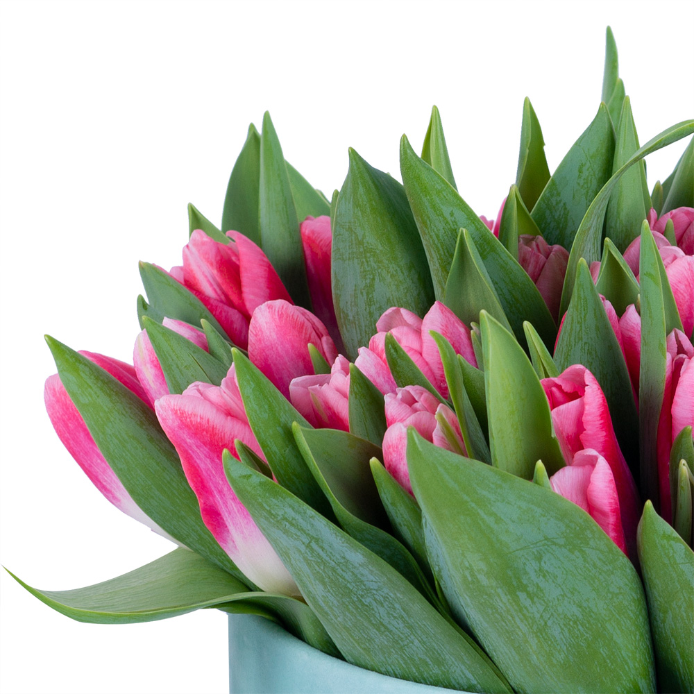 51 Бело-малиновый тюльпан в зеленой бархатной шляпной коробке