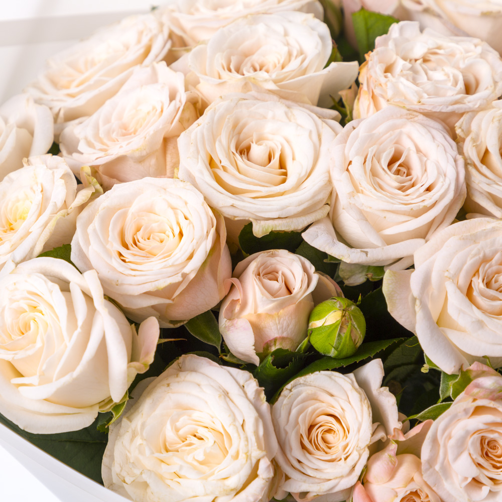 25 кремовых кустовых роз