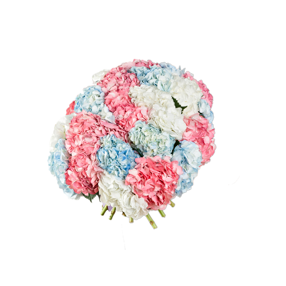 Букет из 25 разноцветных гортензий