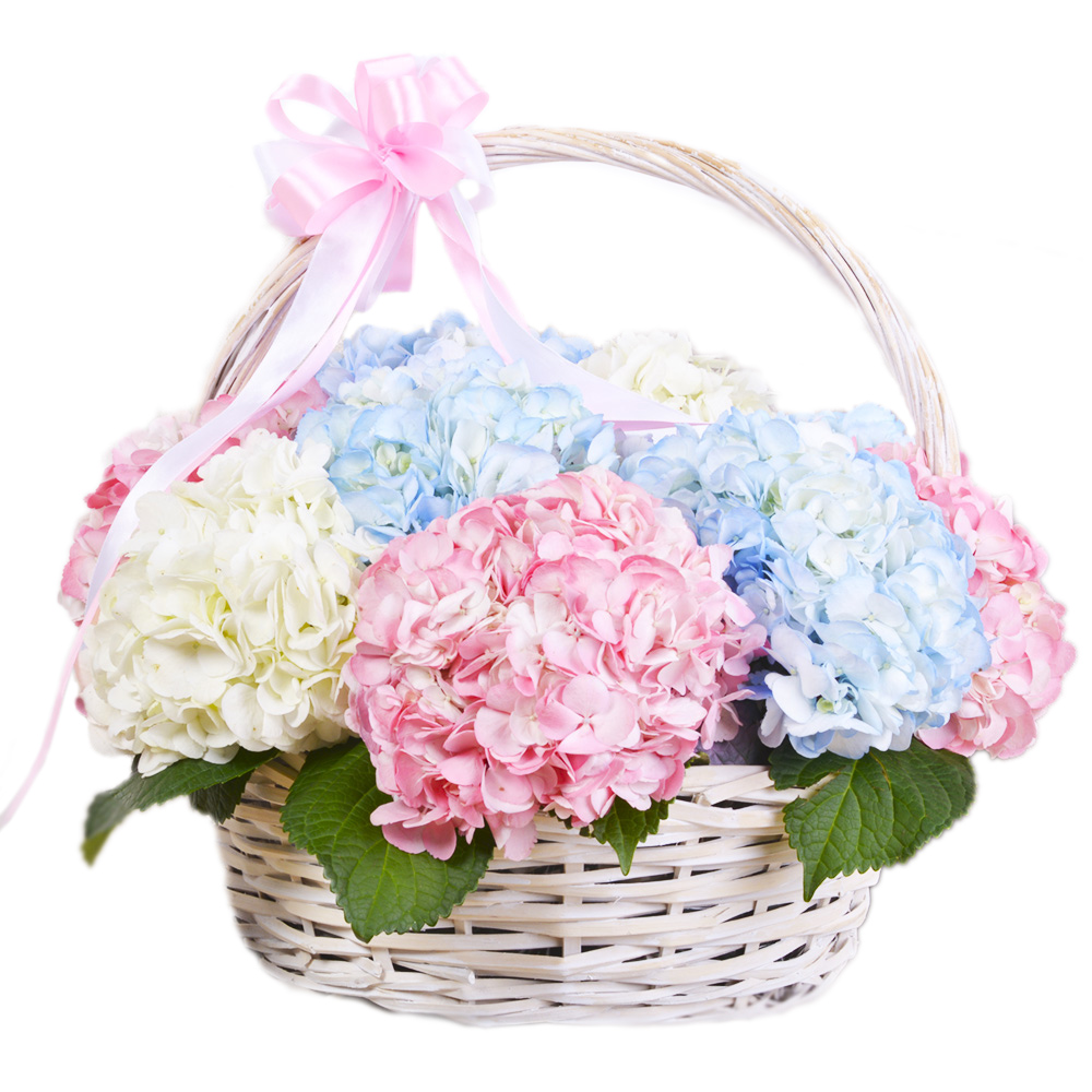 Корзина 11 Гортензий
