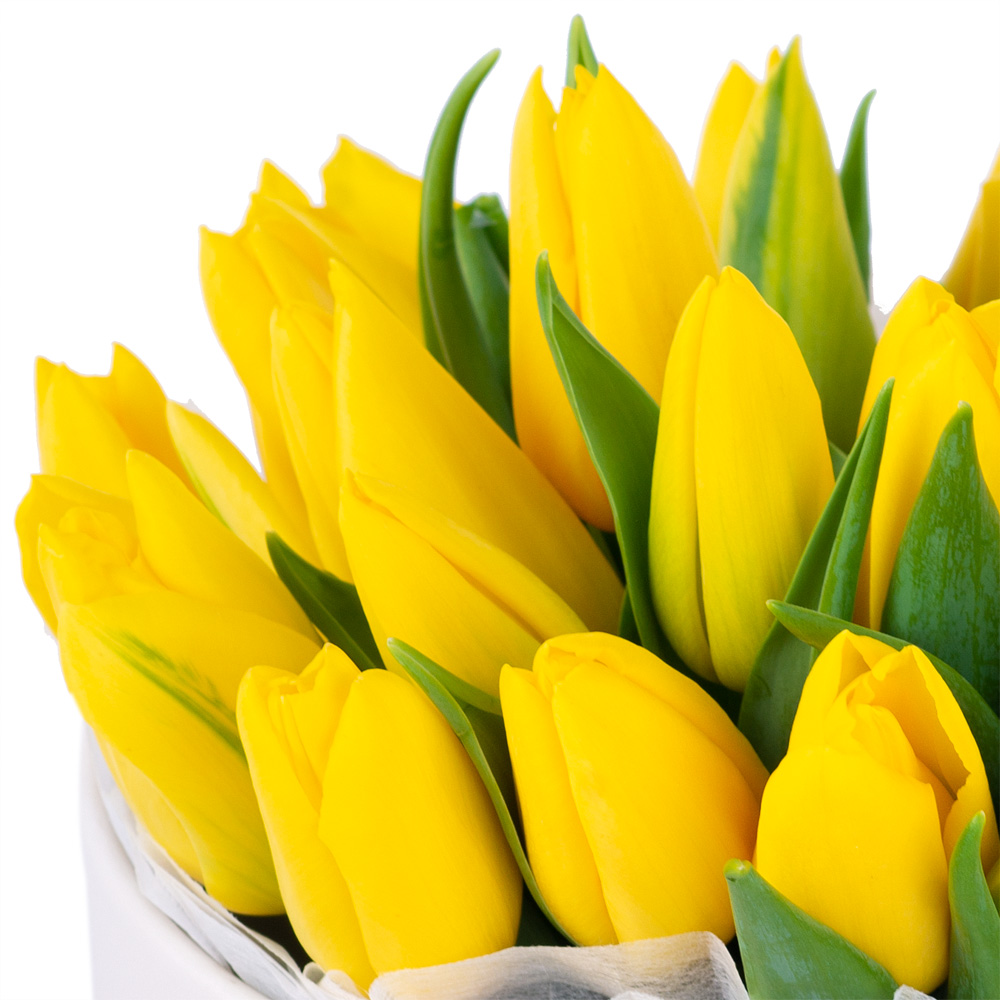 25 желтых тюльпан в кремовой шляпной коробке