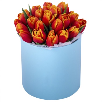 25 огненных тюльпан в голубой шляпной коробке