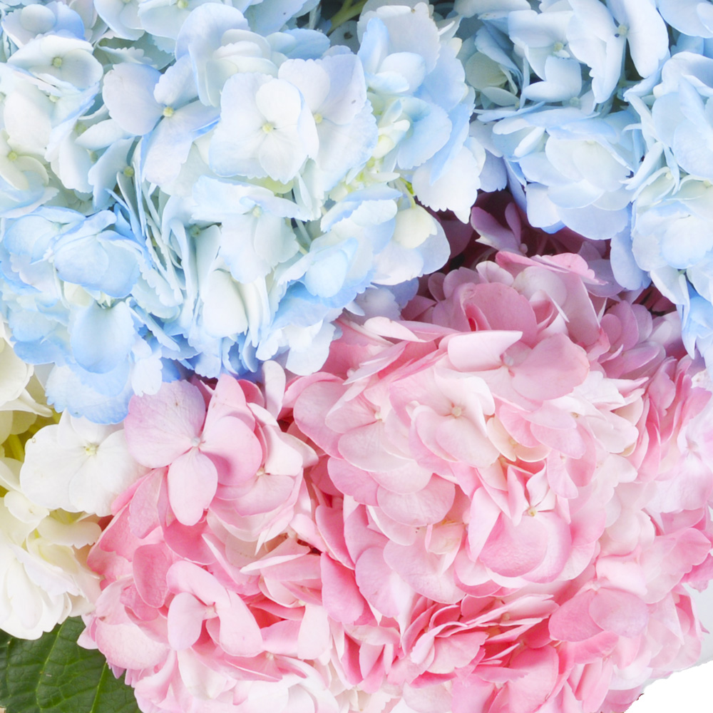 Корзина 11 Гортензий