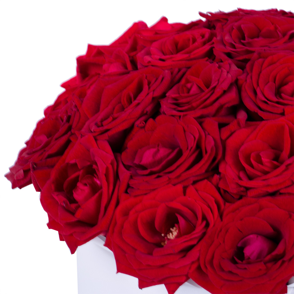 25 роз красных premium в шляпной белой коробке