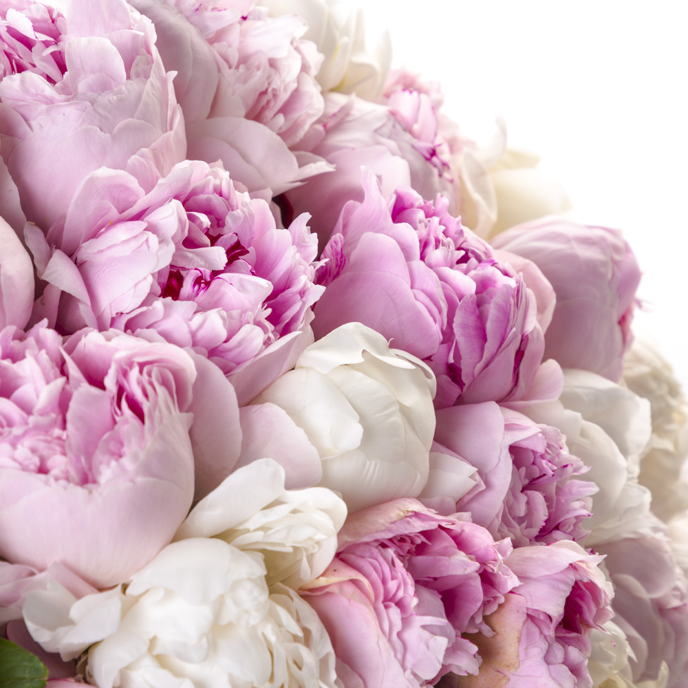 Букет из 101 пиона