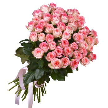 101 малиновая роза premium 60 см