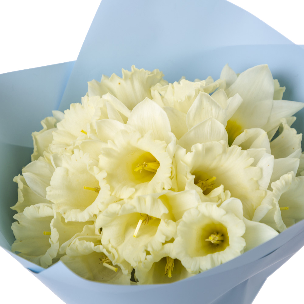 Букет из 21 белого нарцисса