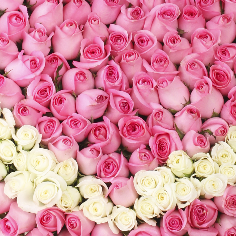 501 Розовая и белая роза в корзине