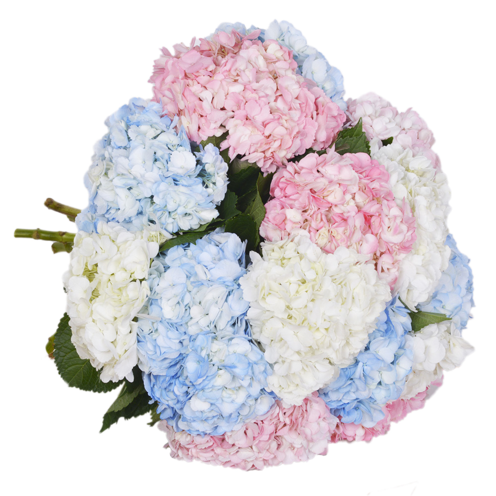 Букет из 15 Гортензий