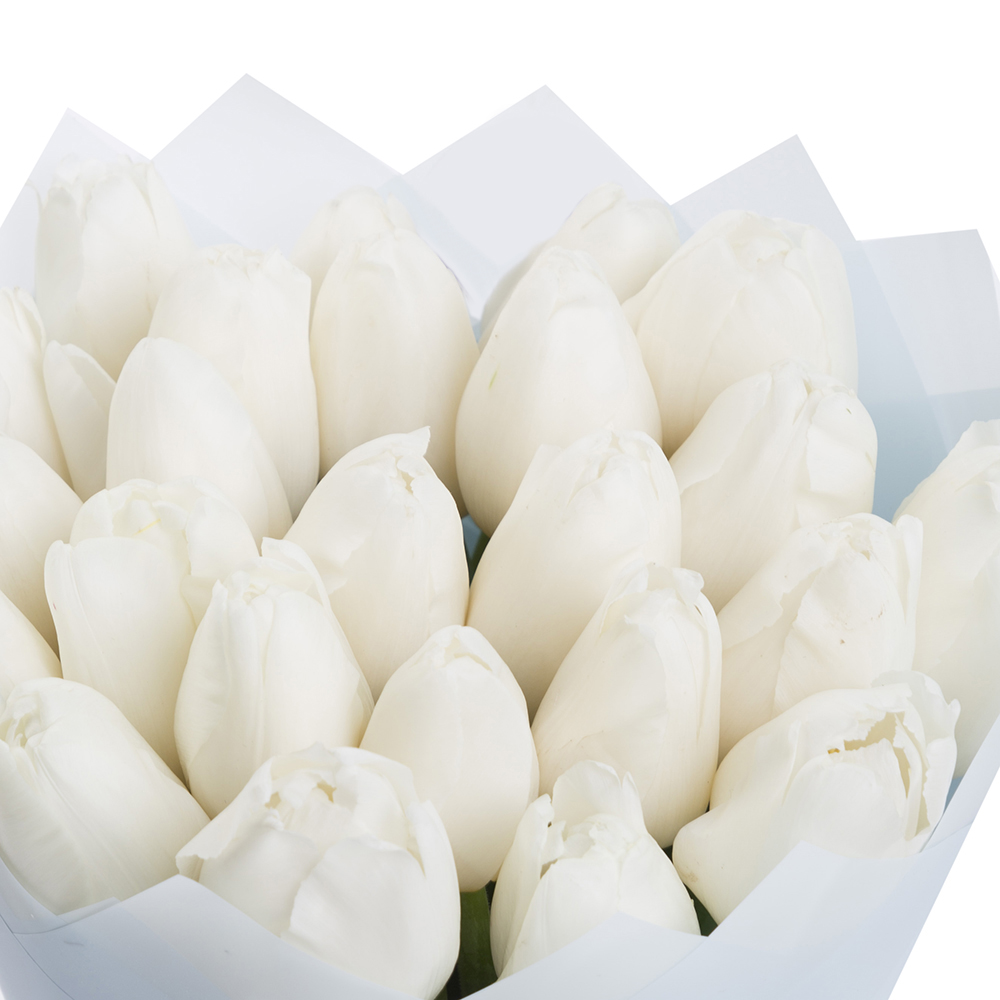 25 белых тюльпанов