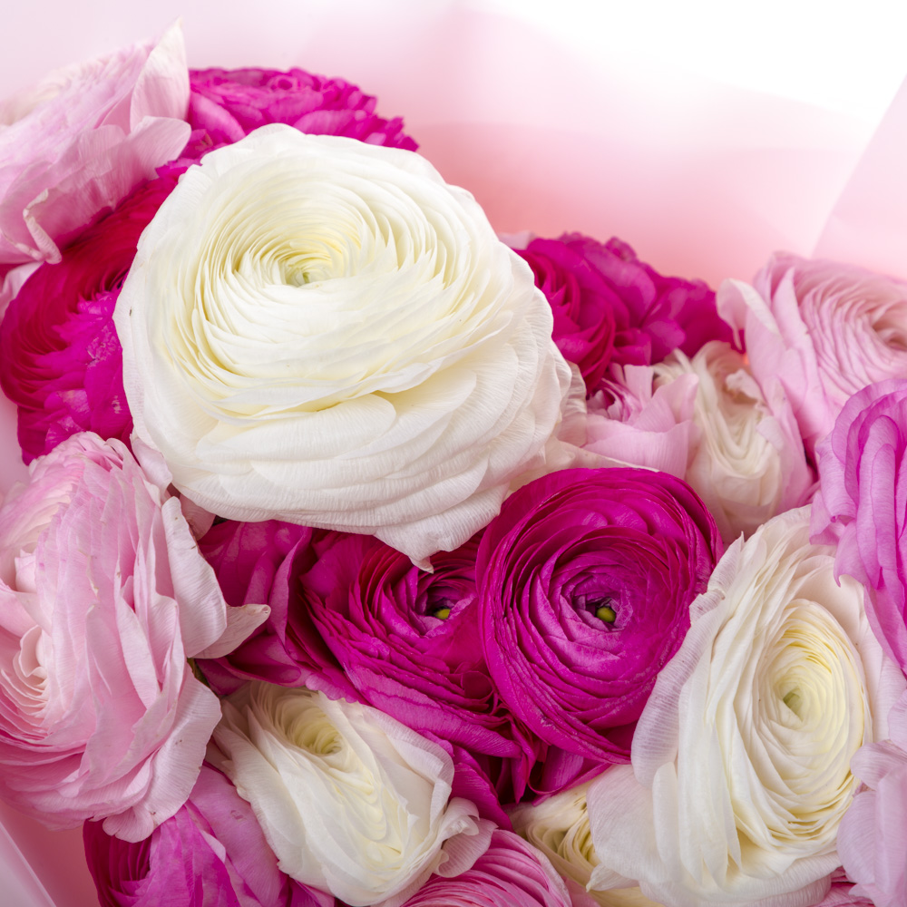 35 разноцветных ранункулюсов