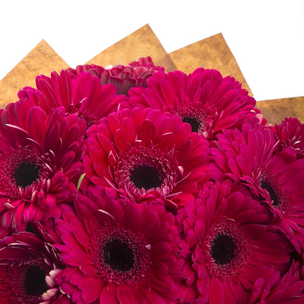 21 малиновая гербера