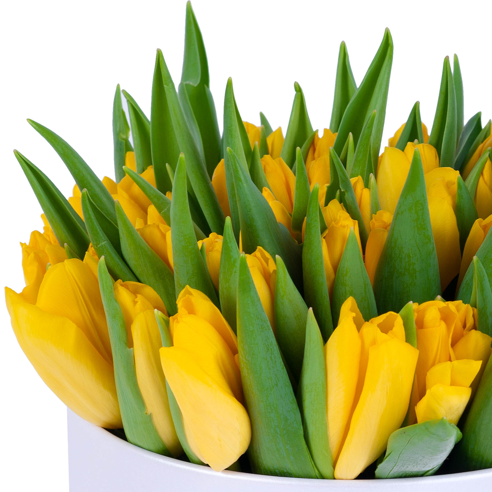 51 желтый тюльпан в белой шляпной коробке