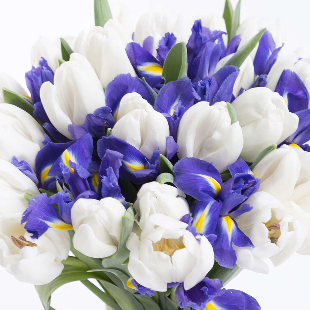 25 белых тюльпанов с ирисом