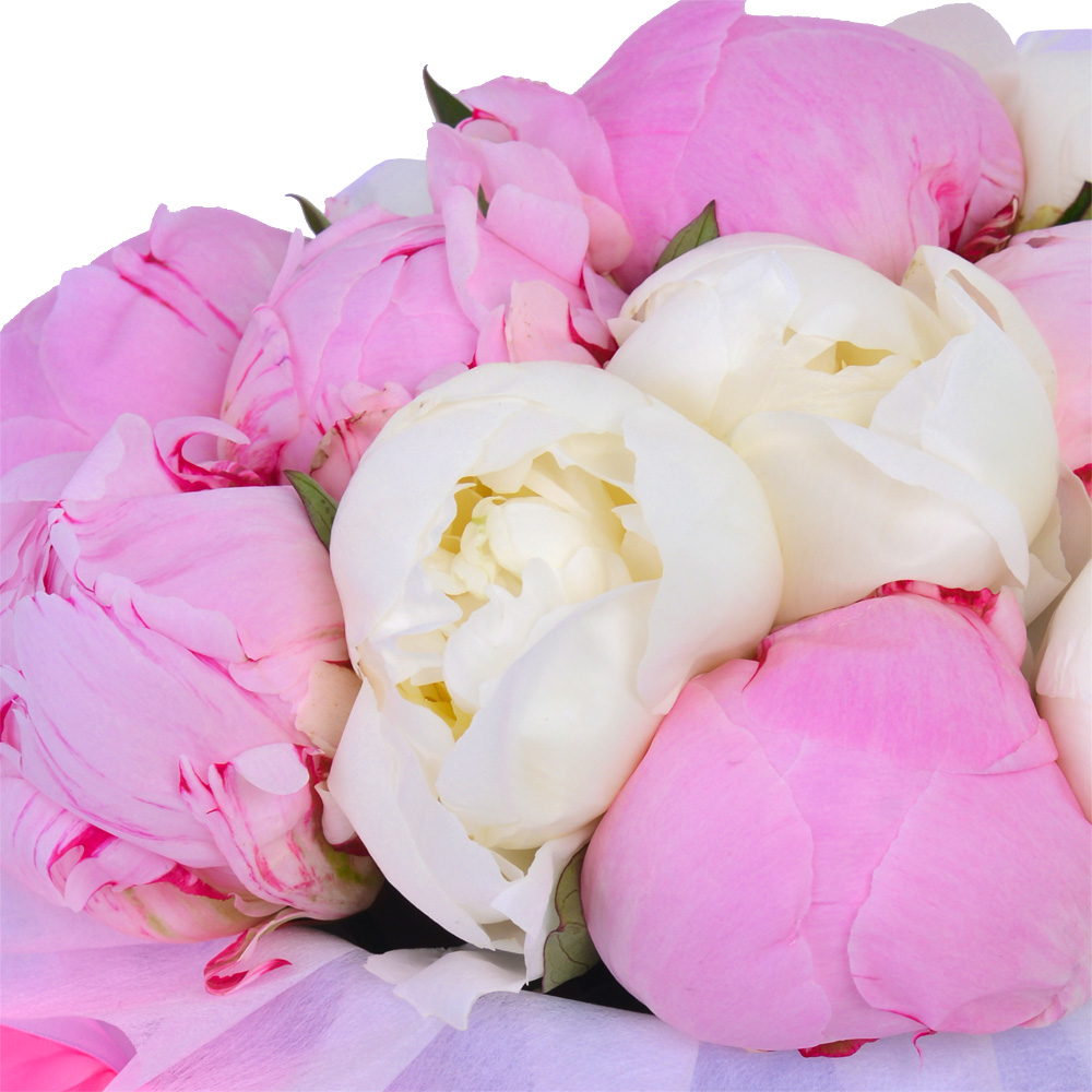 Букет из 11 разноцветных пионов в фиолетовой шляпной коробке